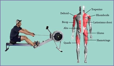 What Muscles Does Rowing Work? Fitness Pros Explain